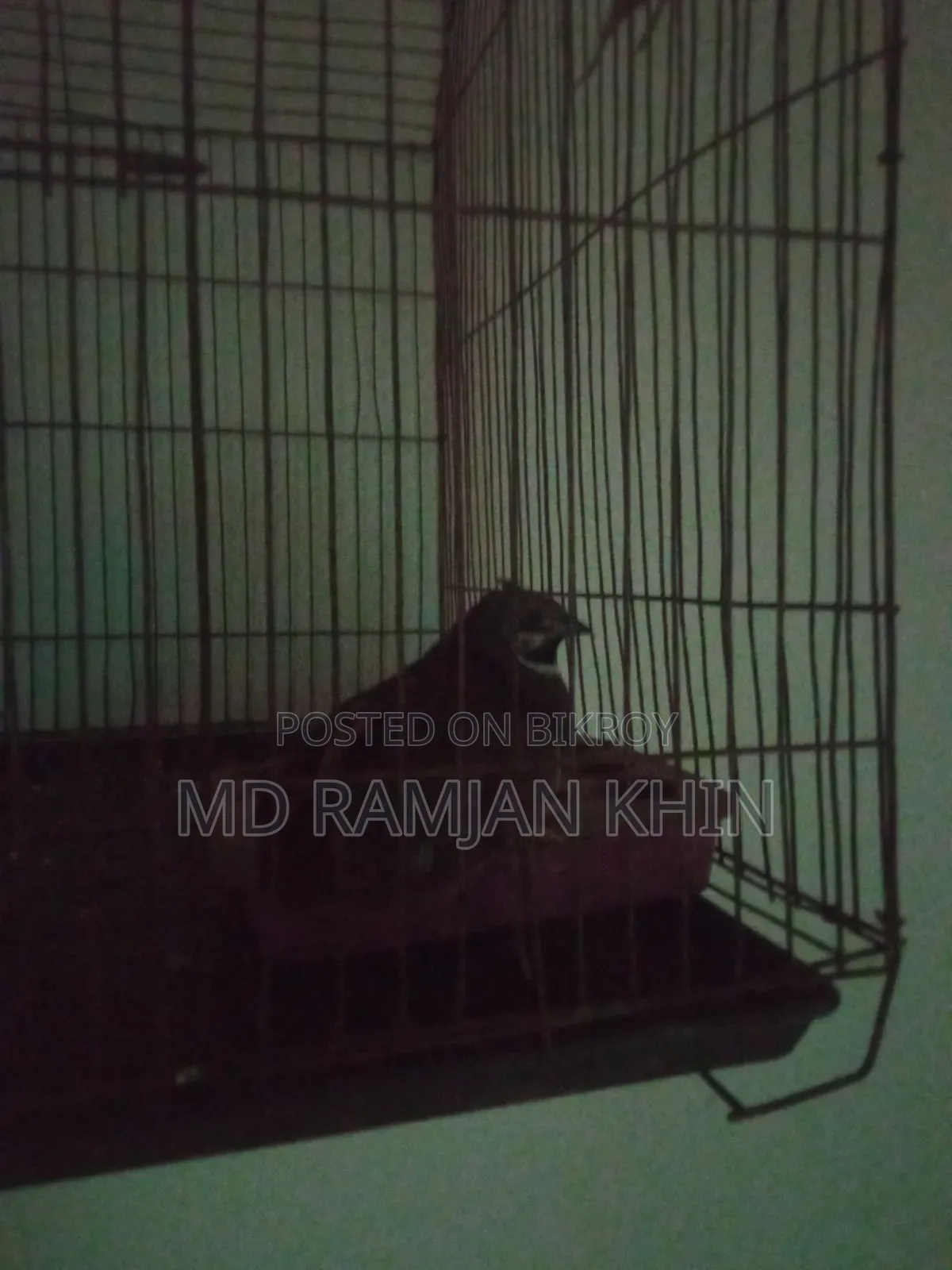 King Quail Bird