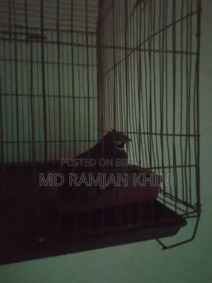 King Quail Bird