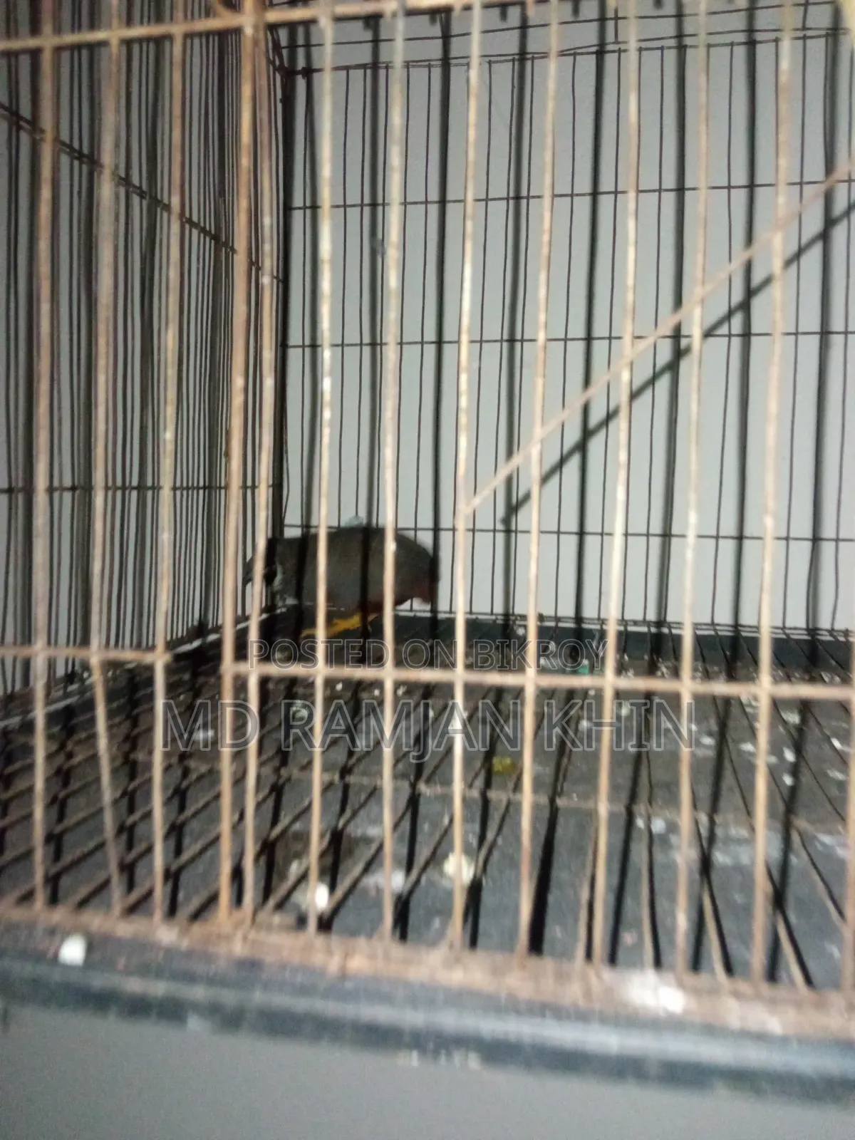 King Quail Bird