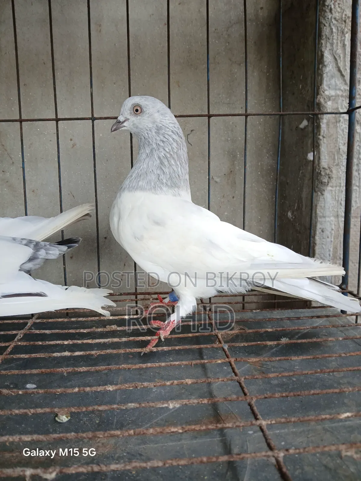 Giribaz Pigeon