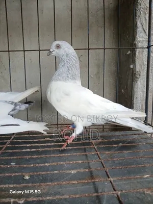 Giribaz Pigeon