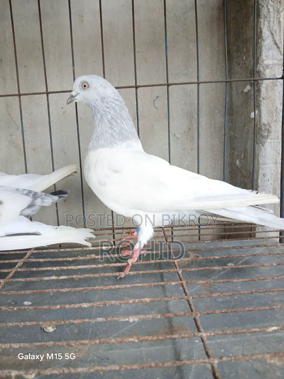 Giribaz Pigeon
