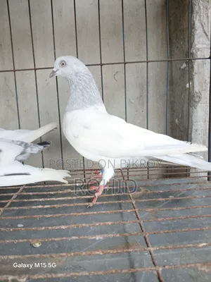 Giribaz Pigeon