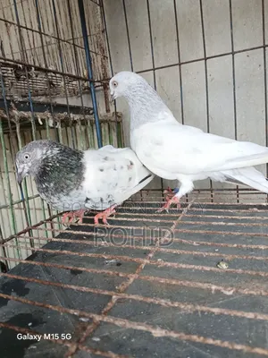 Giribaz Pigeon