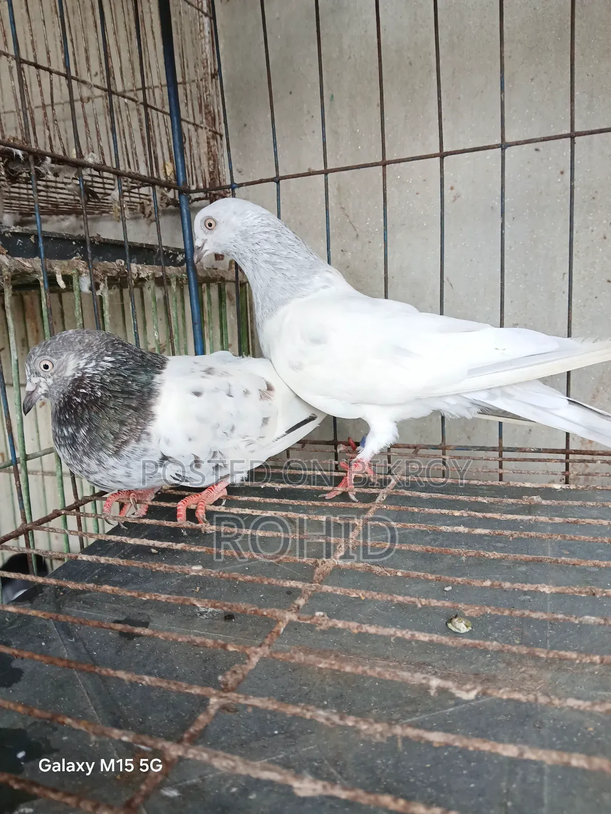 Giribaz Pigeon