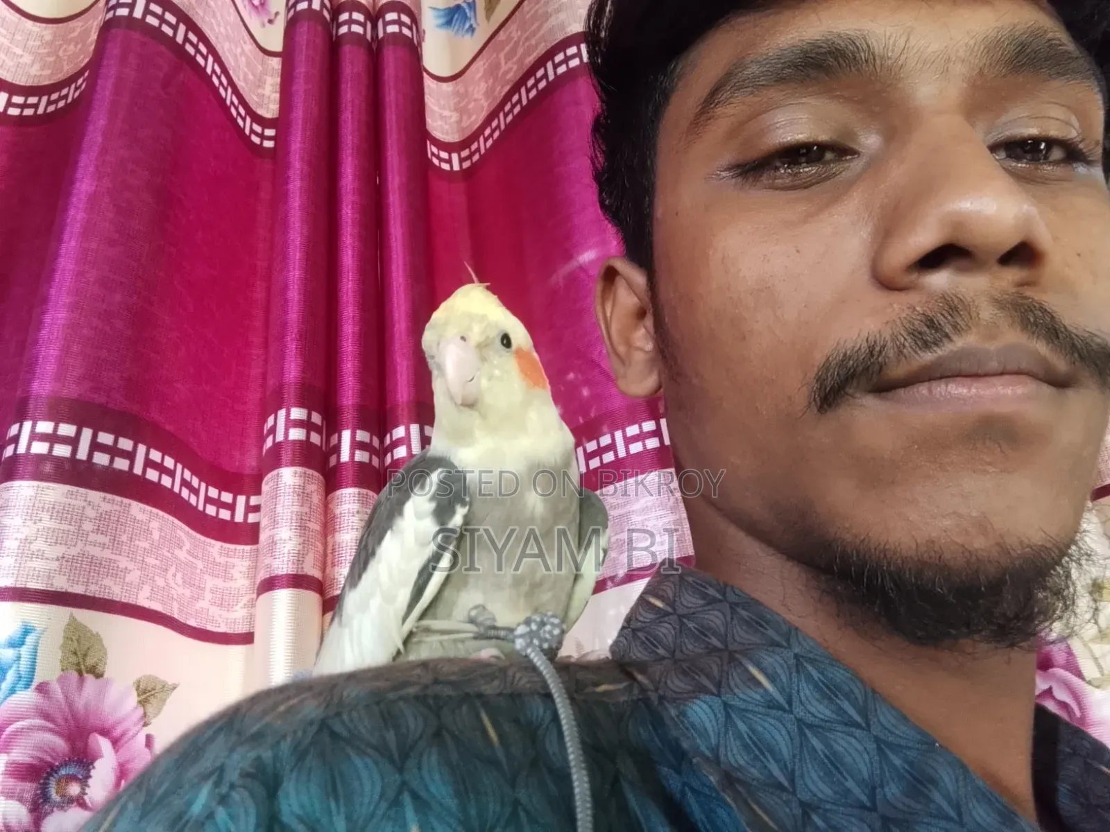 Cockatiel Bird