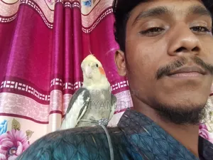 Cockatiel Bird