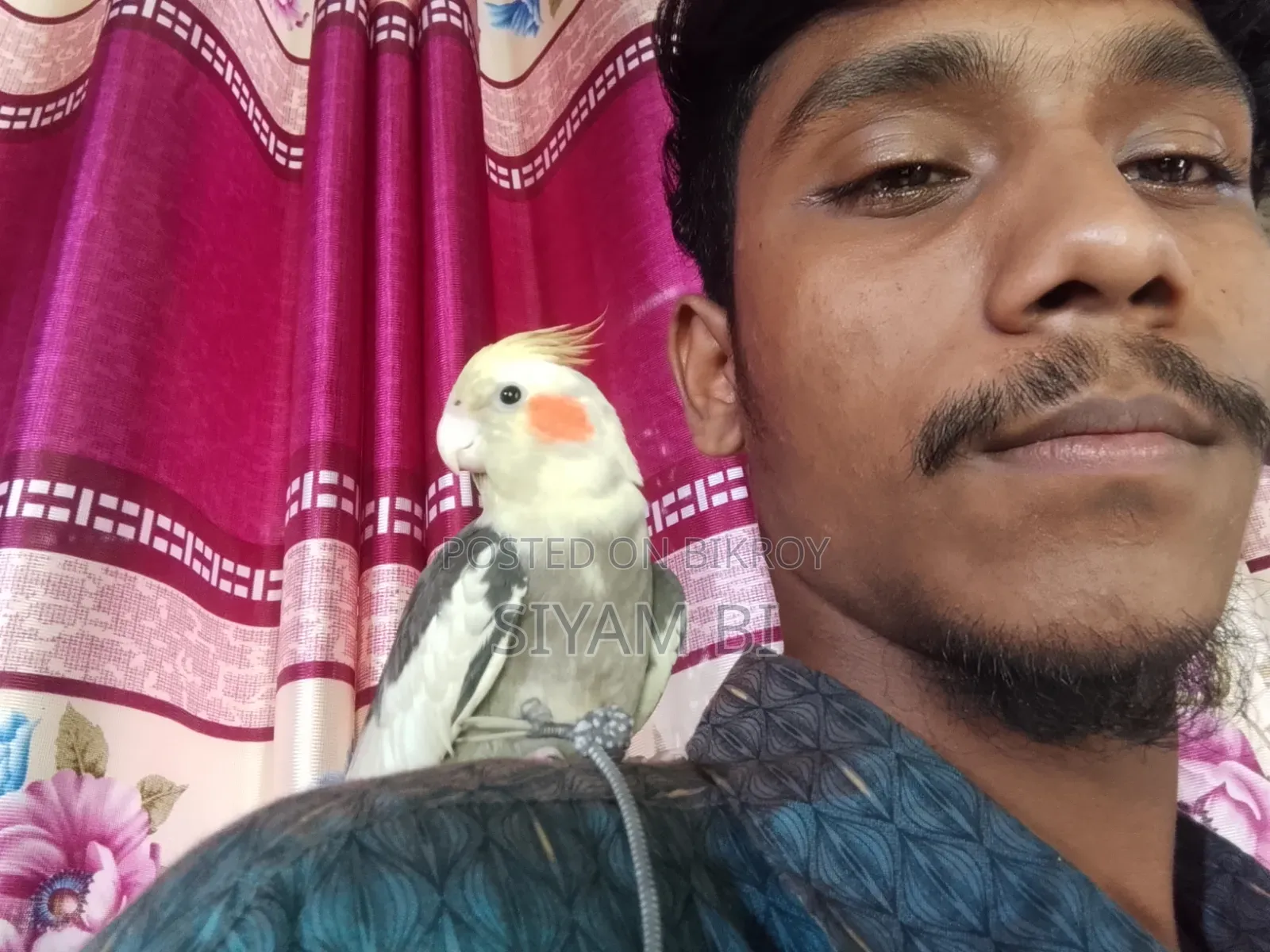 Cockatiel Bird
