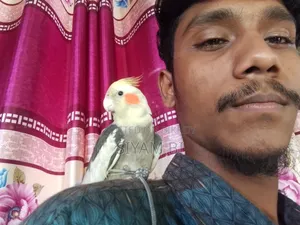 Cockatiel Bird