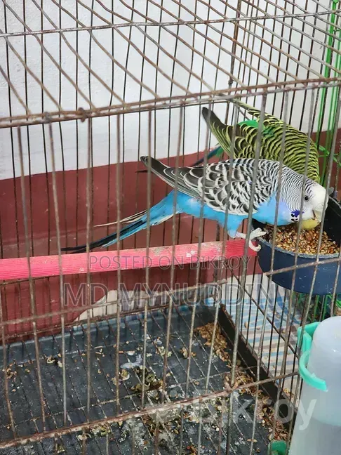 Budgerigar Breeding Pair
