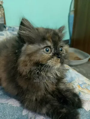 1-3 Months Female Purebred Persian