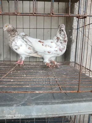 Giribaz Pigeon for Sale