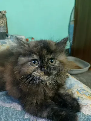 1-3 Months Female Purebred Persian