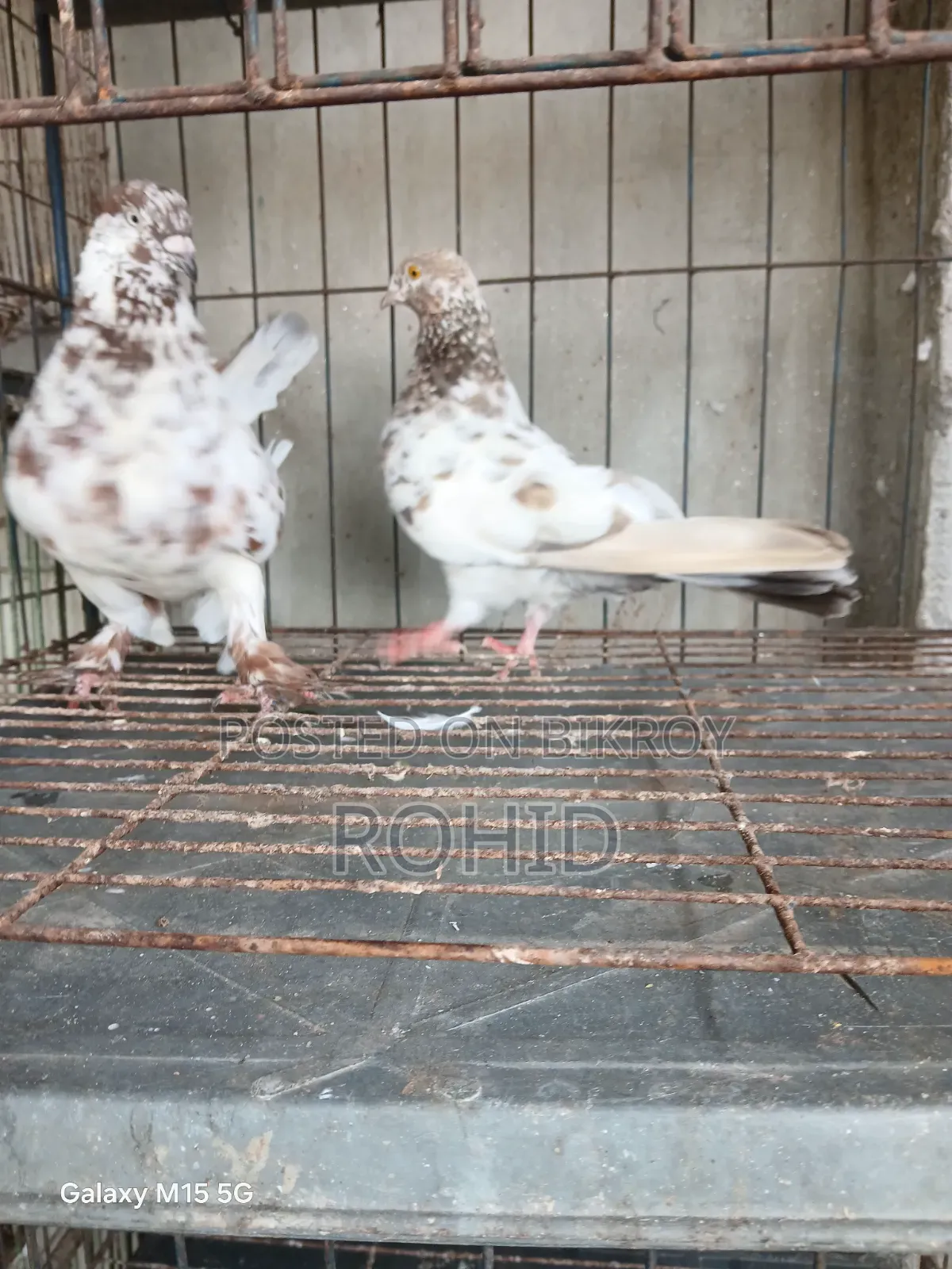 Giribaz Pigeon for Sale