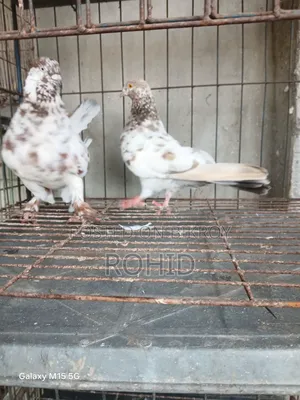 Giribaz Pigeon for Sale