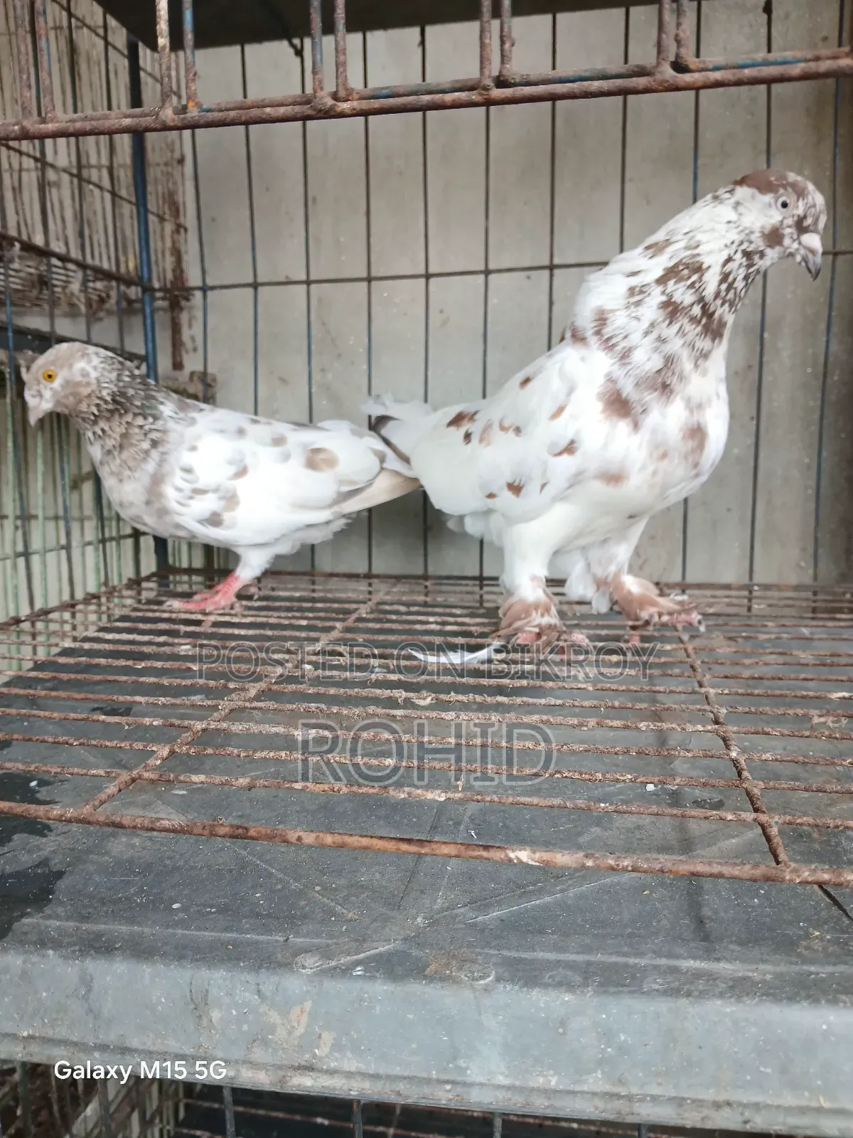 Giribaz Pigeon for Sale