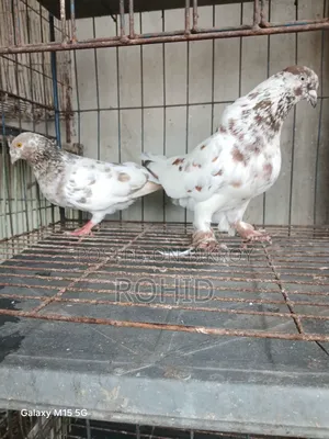Giribaz Pigeon for Sale