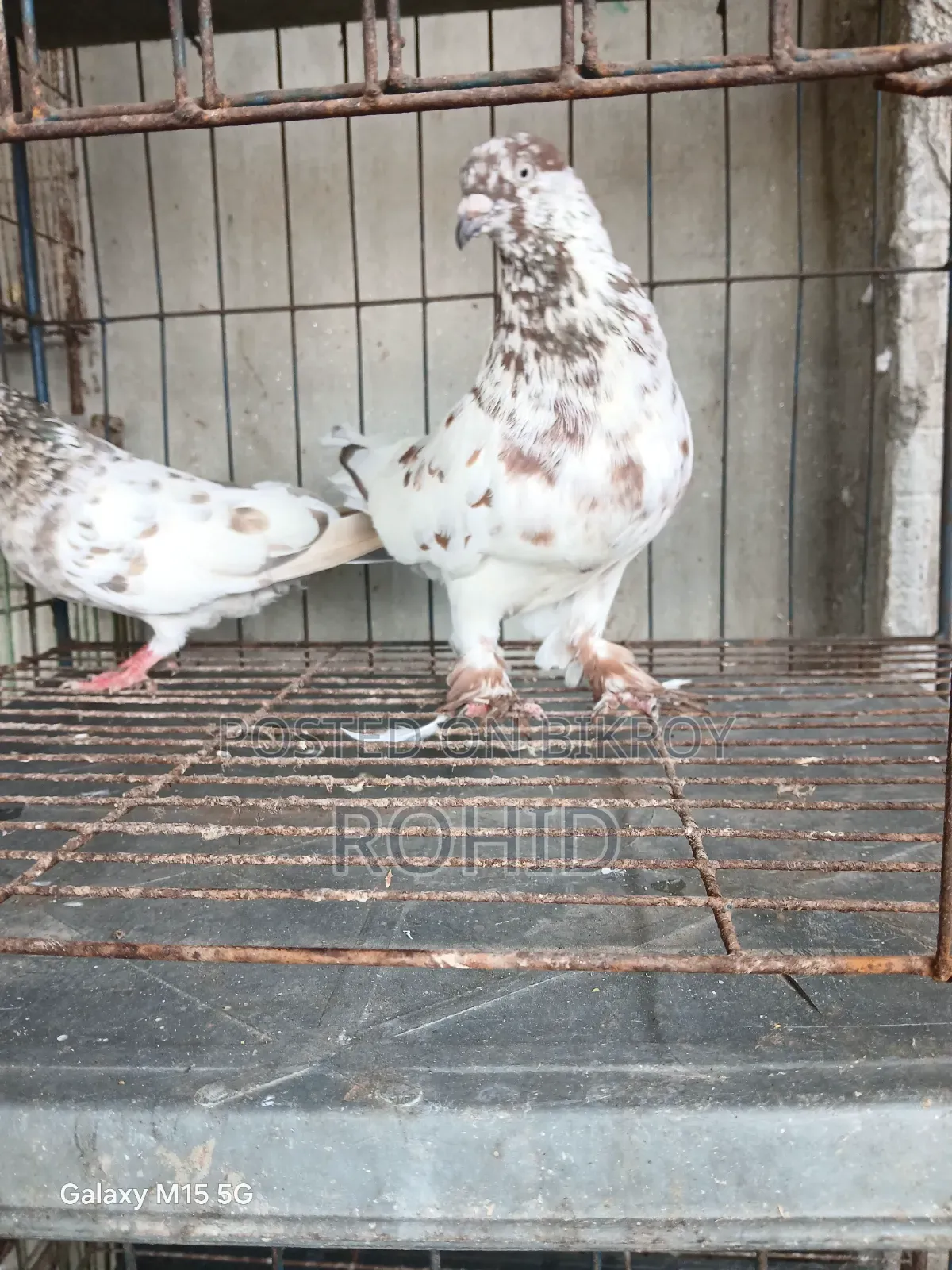 Giribaz Pigeon for Sale