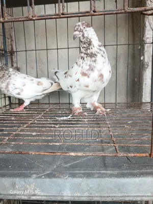 Giribaz Pigeon for Sale