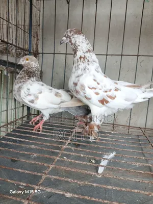 Giribaz Pigeon for Sale