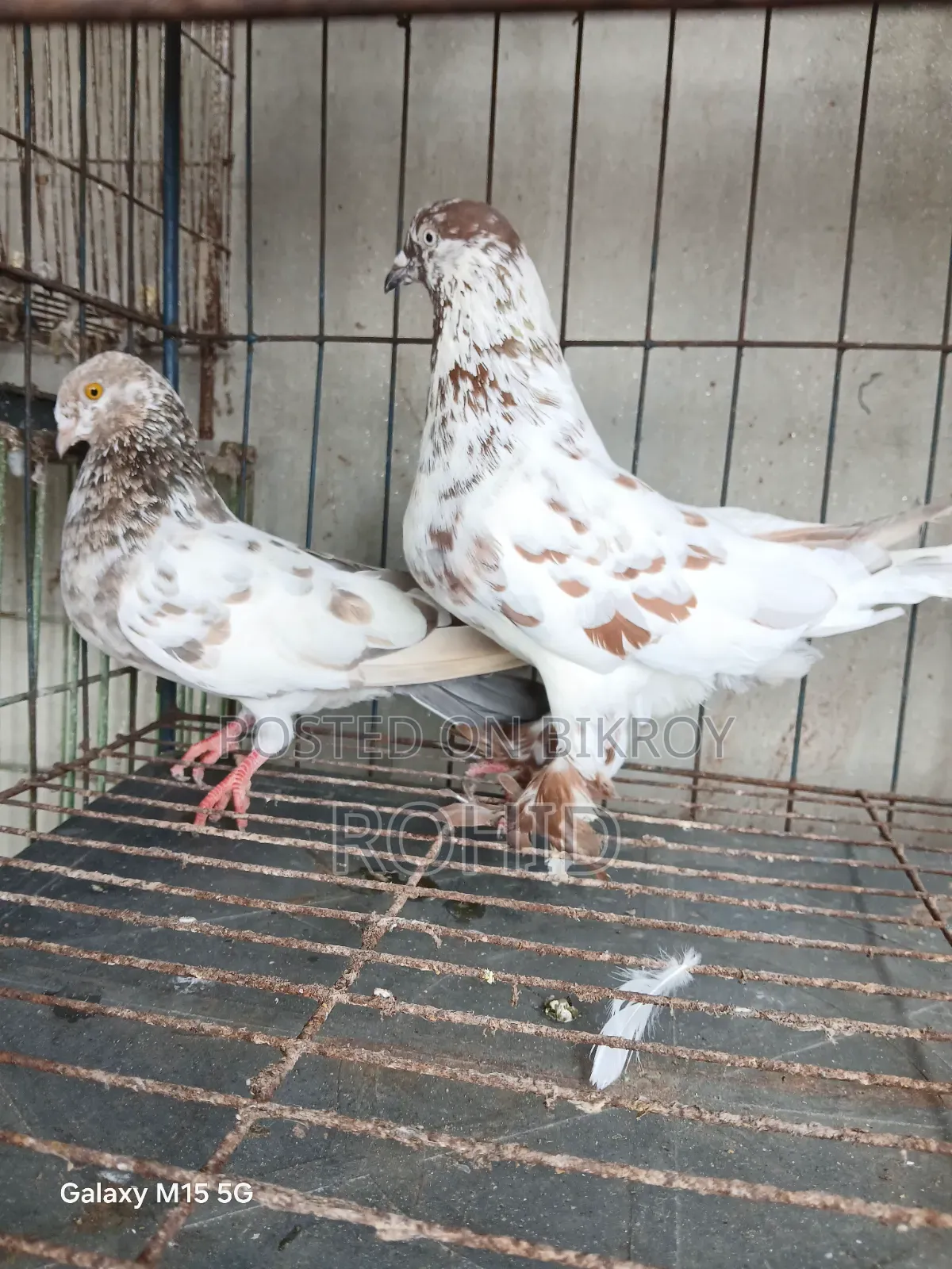 Giribaz Pigeon for Sale