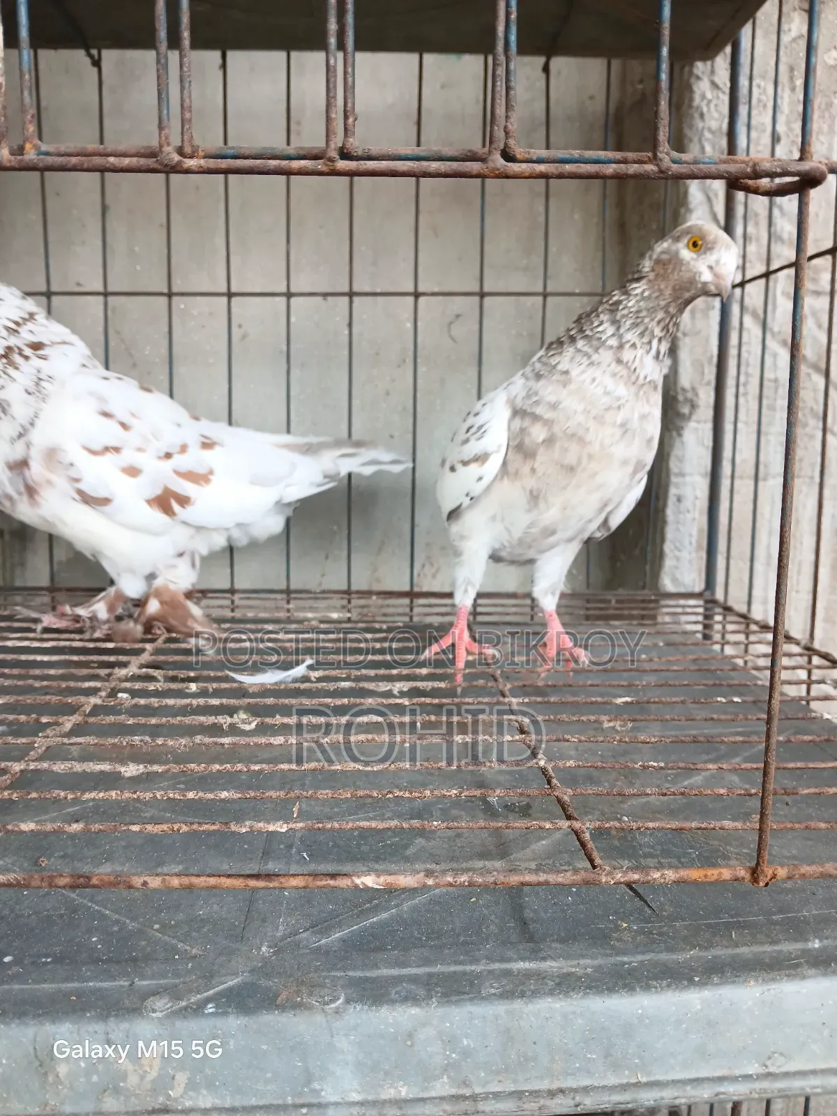 Giribaz Pigeon for Sale