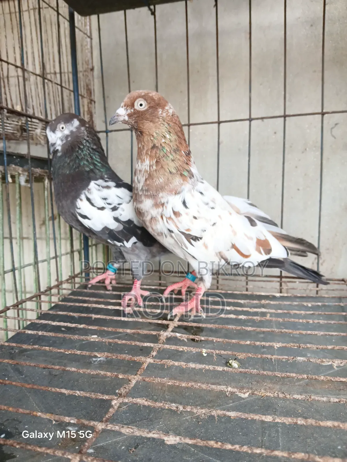 Giribaz Pigeons
