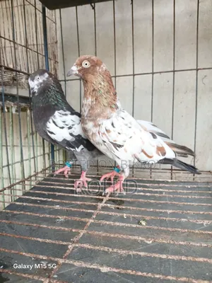 Giribaz Pigeons