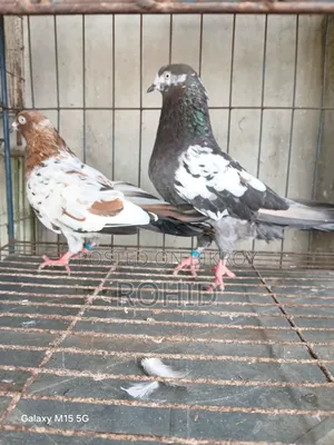 Giribaz Pigeons