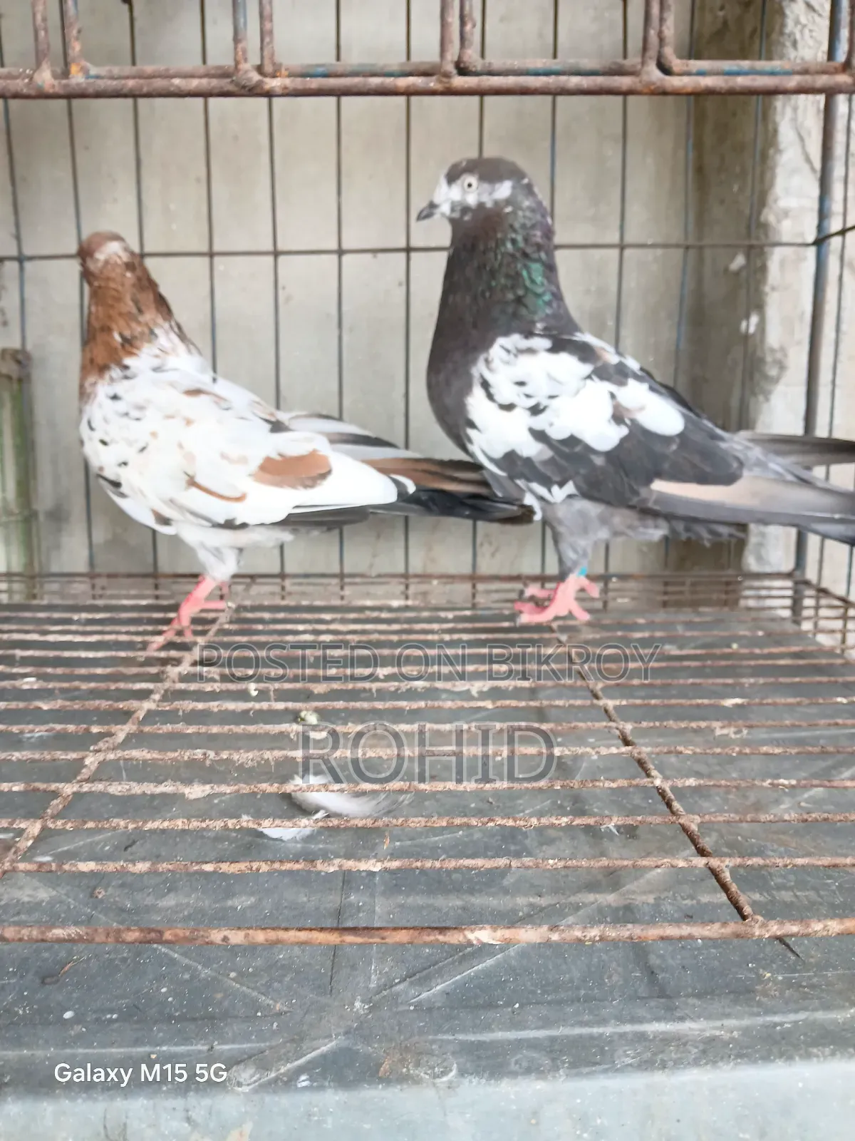 Giribaz Pigeons
