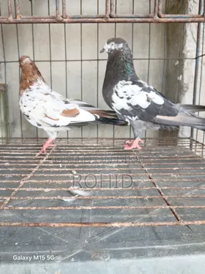Giribaz Pigeons