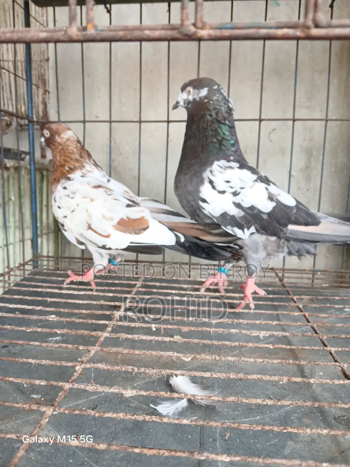 Giribaz Pigeons