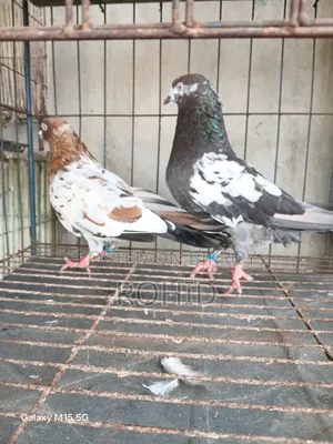 Giribaz Pigeons