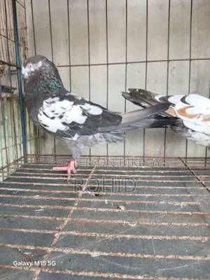 Giribaz Pigeons