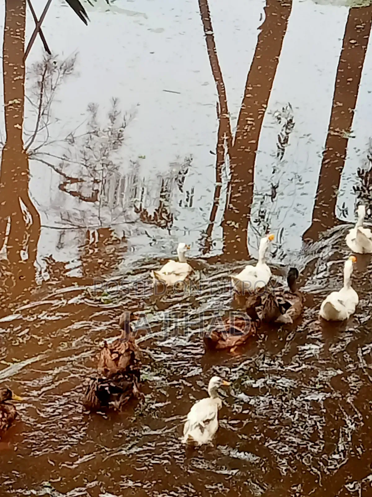 Ducks for sale