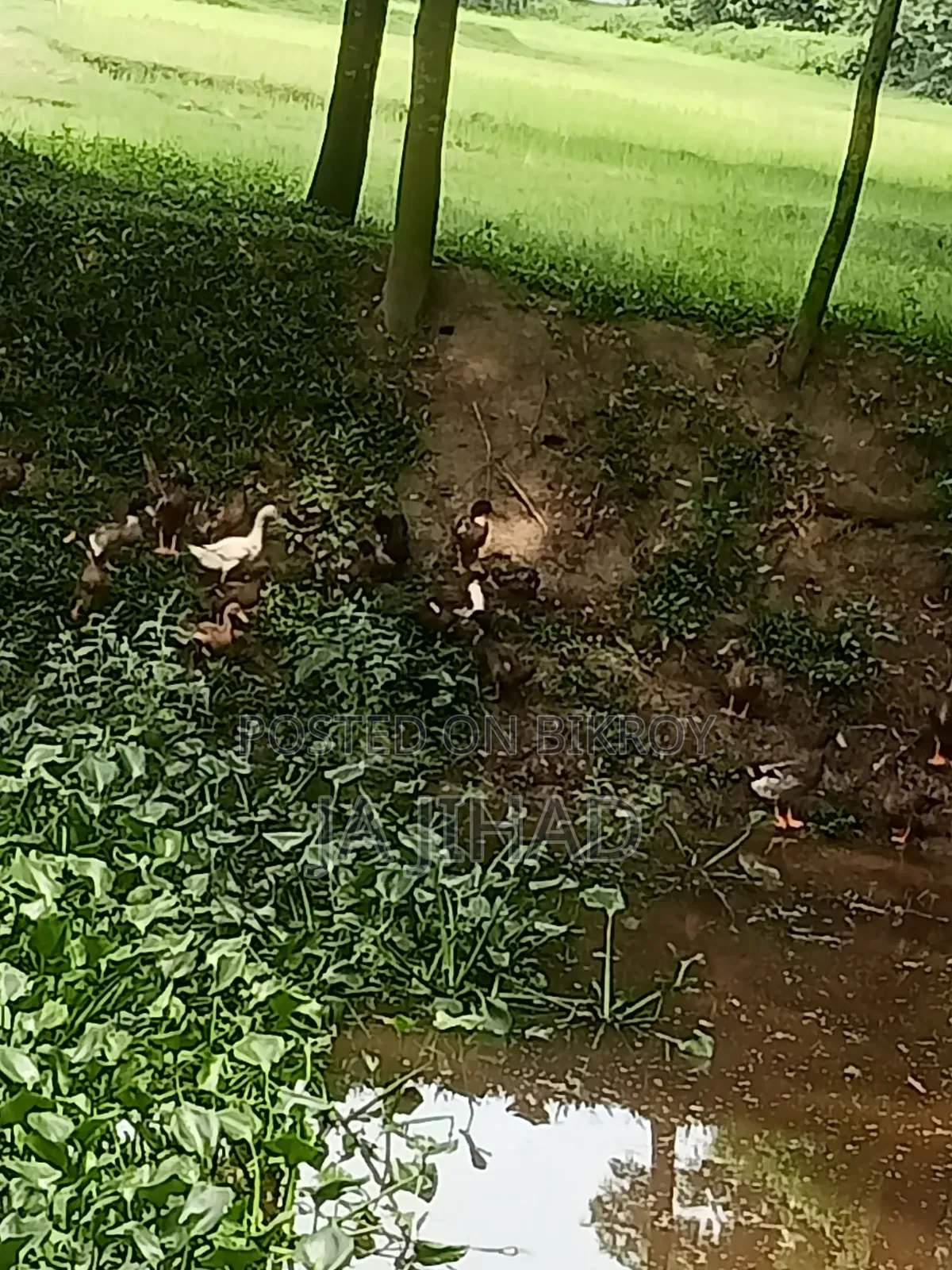 Ducks for sale