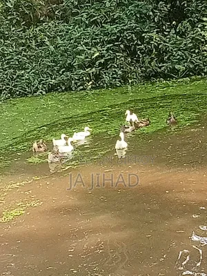 Ducks for sale