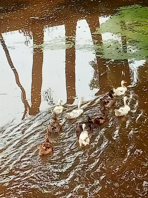 Ducks for sale