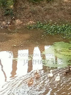 Ducks for sale