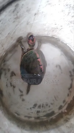 রাখার জায়গা নাই তাই বিক্রি করে দিবো