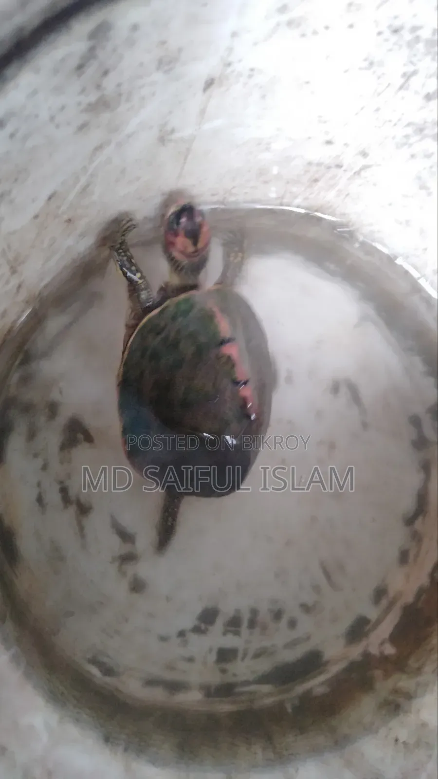 রাখার জায়গা নাই তাই বিক্রি করে দিবো