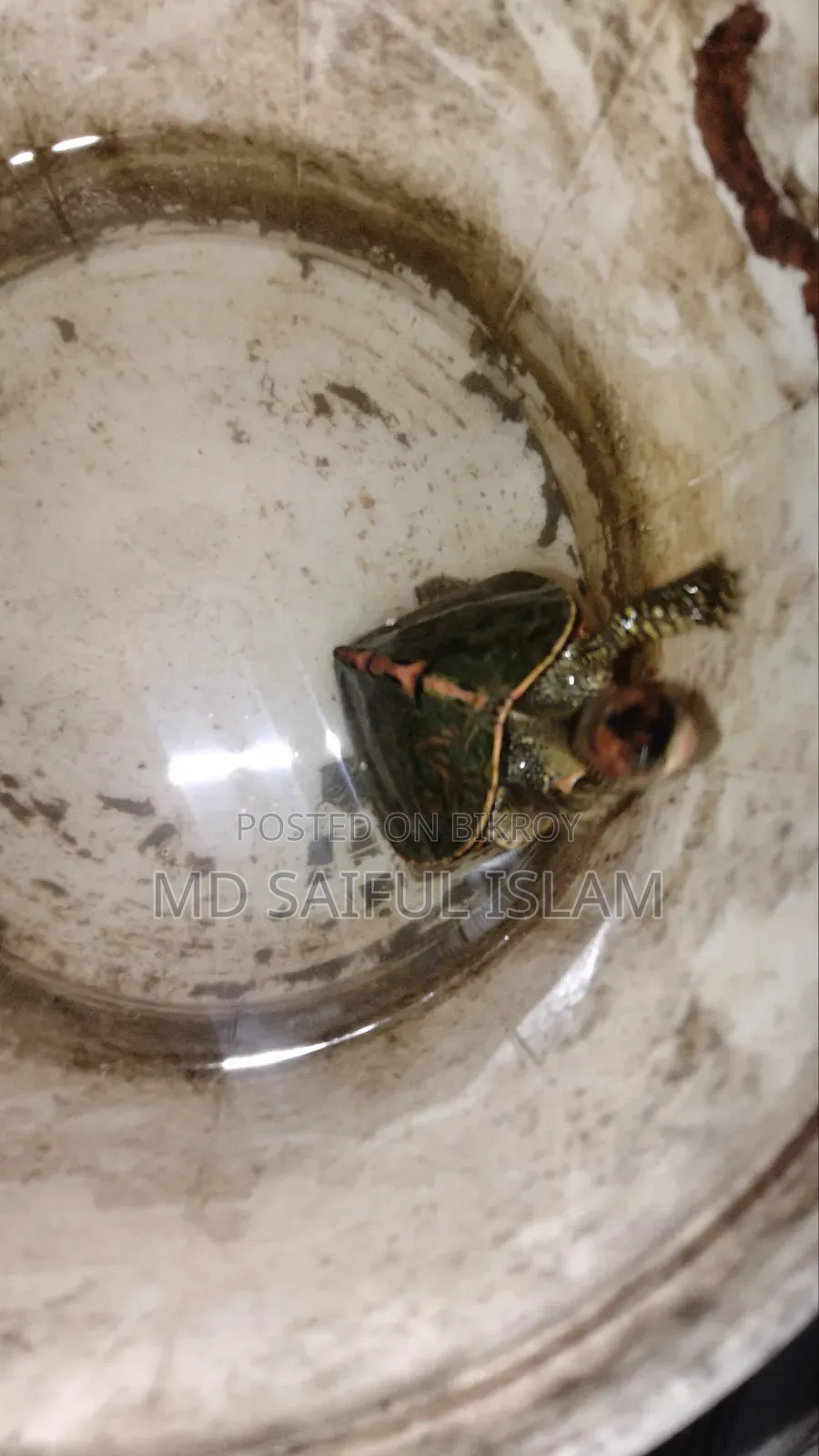 রাখার জায়গা নাই তাই বিক্রি করে দিবো