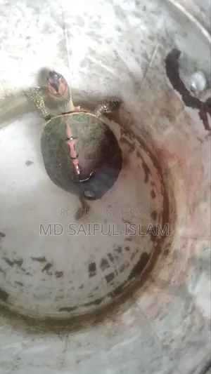 রাখার জায়গা নাই তাই বিক্রি করে দিবো