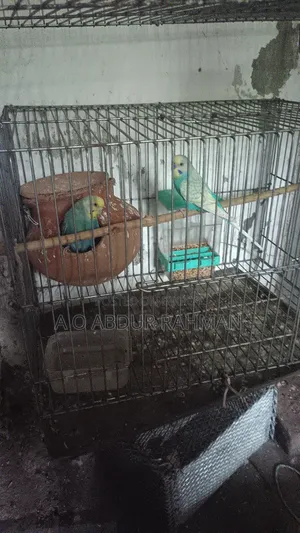 Running Budgie Birds for Sale