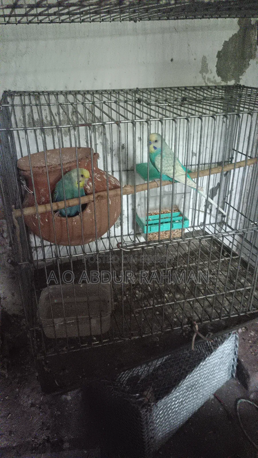 Running Budgie Birds for Sale