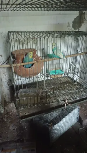 Running Budgie Birds for Sale