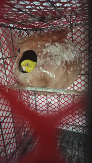 Running Budgie Birds for Sale