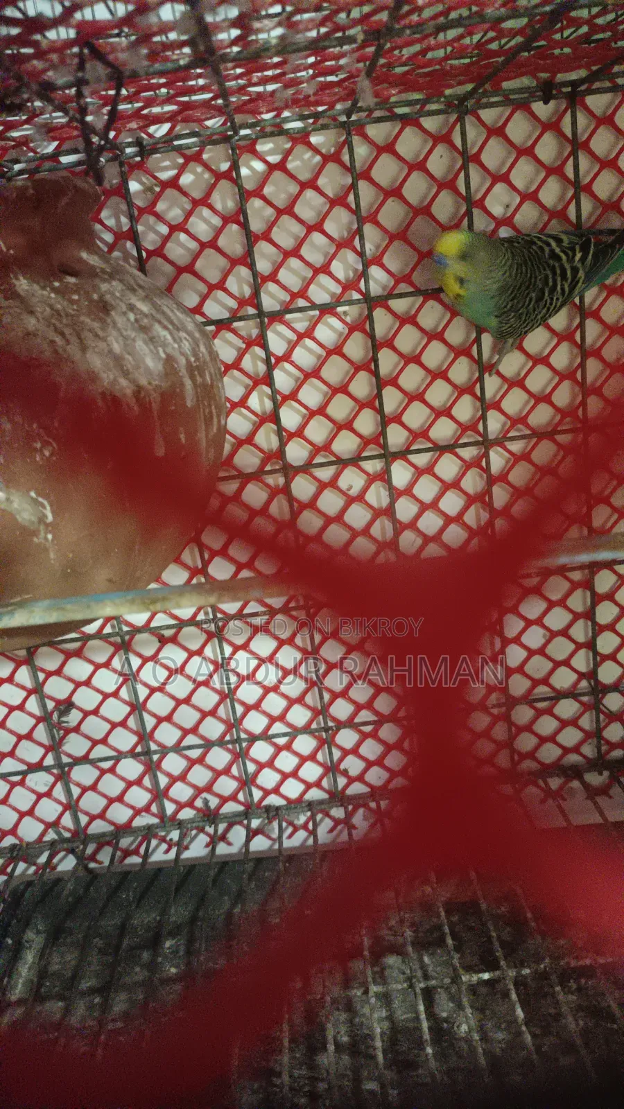 Running Budgie Birds for Sale