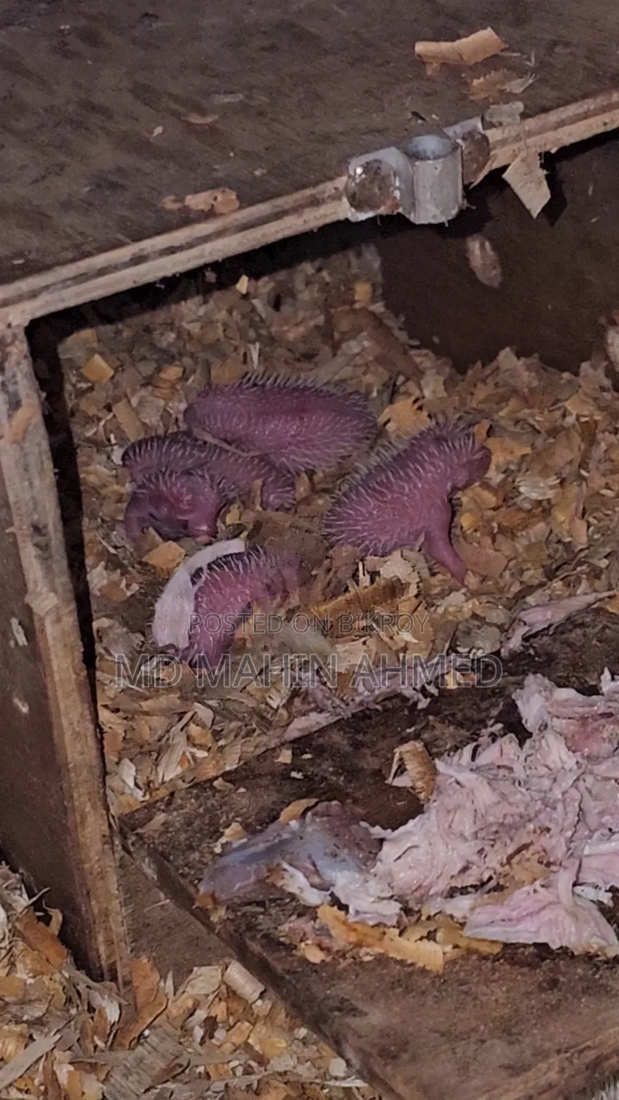 ১ জোড়া রানিং হেজহগ