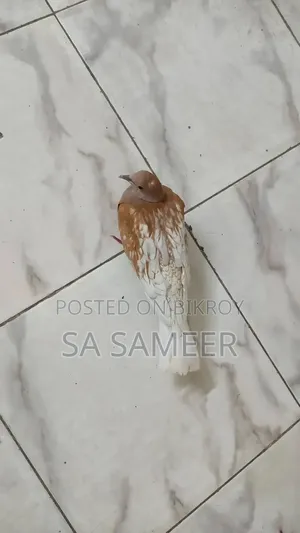 1 pair of doves